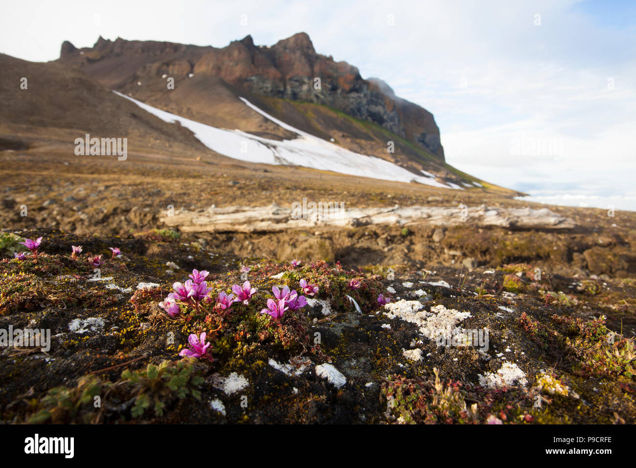 Lebendigen Blumen in der Tundra, Franz Josef Land Stockfoto