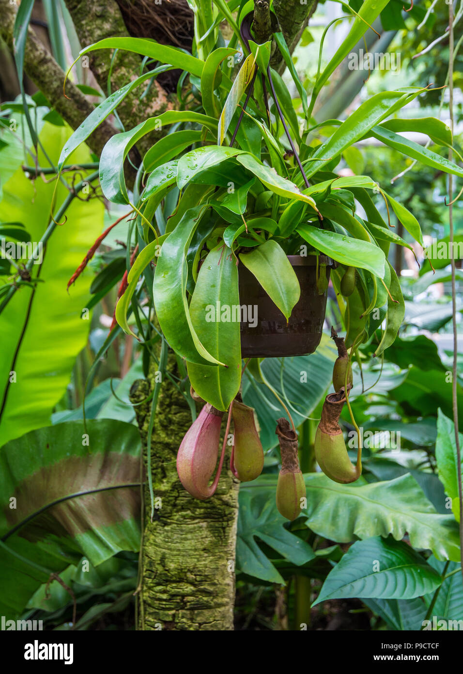 Tropischen Kannenpflanze Nepenthes (fleischfressende) - natürliche Hybriden - hängend von einem Baum Stockfoto