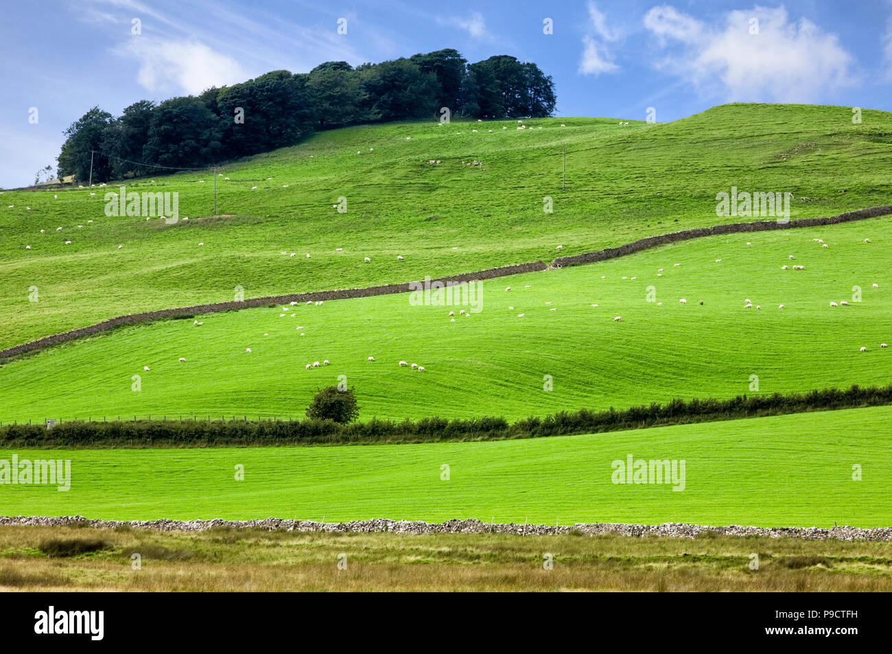 Grüne Felder und Hügel mit Bäumen in Caldbeck im Lake District National Park, Cumbria, England, UK Stockfoto
