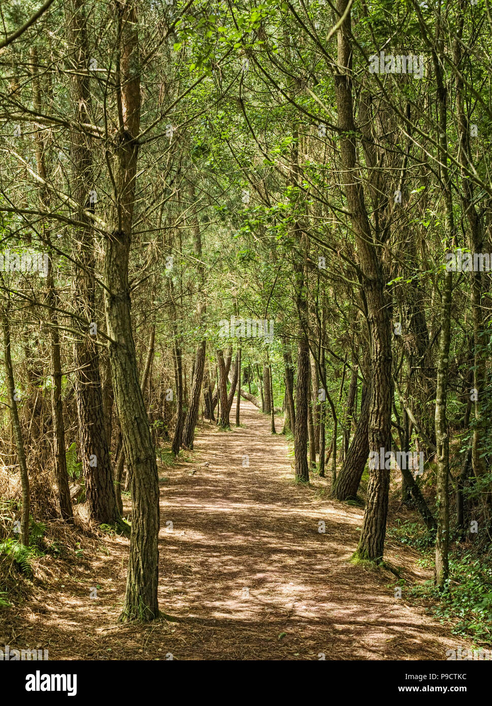 Woodland Weg durch den Zauberwald Broceliande Wald, Ille et Vilaine, Bretagne, Frankreich, Europa Stockfoto