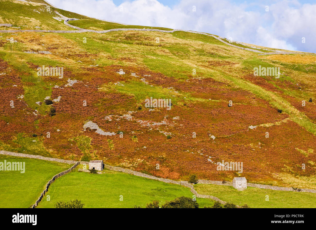 Stein Scheunen und Trockenmauern in Swaledale, Yorkshire Dales, North Yorkshire, England, Großbritannien Stockfoto