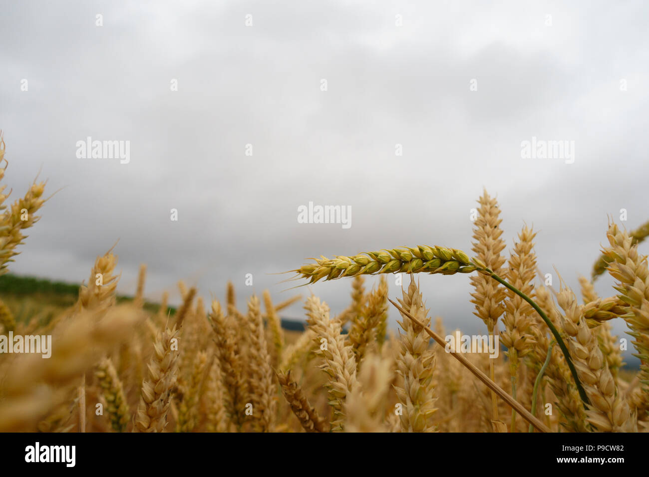 Gelbe, goldene Weizenfeld mit grünem Stroh closeup gegen bewölkter Himmel, Stockfoto
