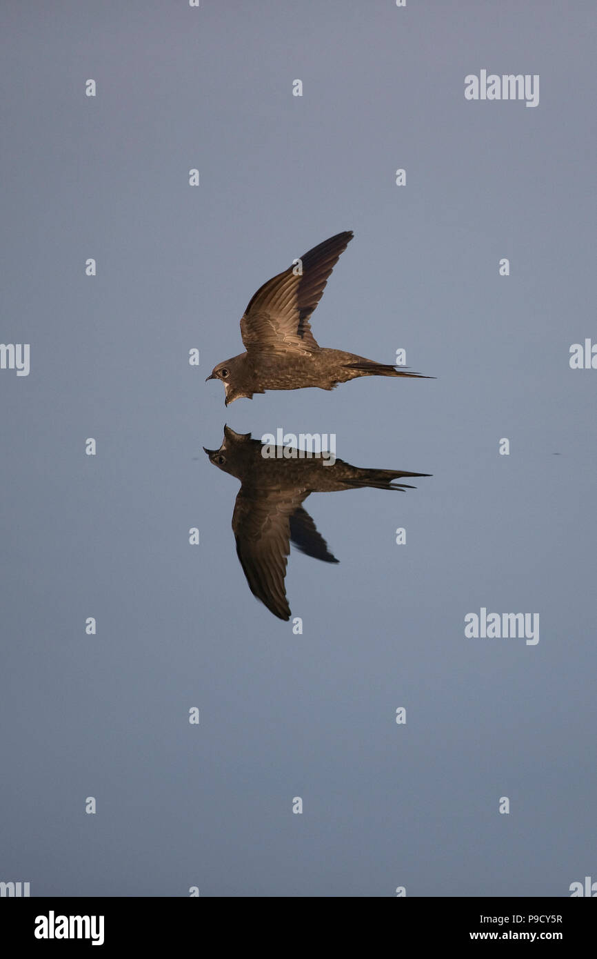 Mauersegler (Apus apus) Stockfoto