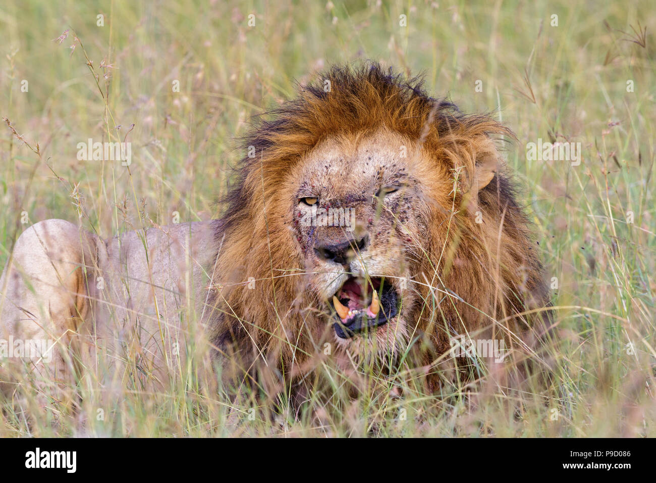 Mannliche Lowe Mit Schwarzer Mahne Liegend Im Gras Und Ruht Aus Stockfotografie Alamy