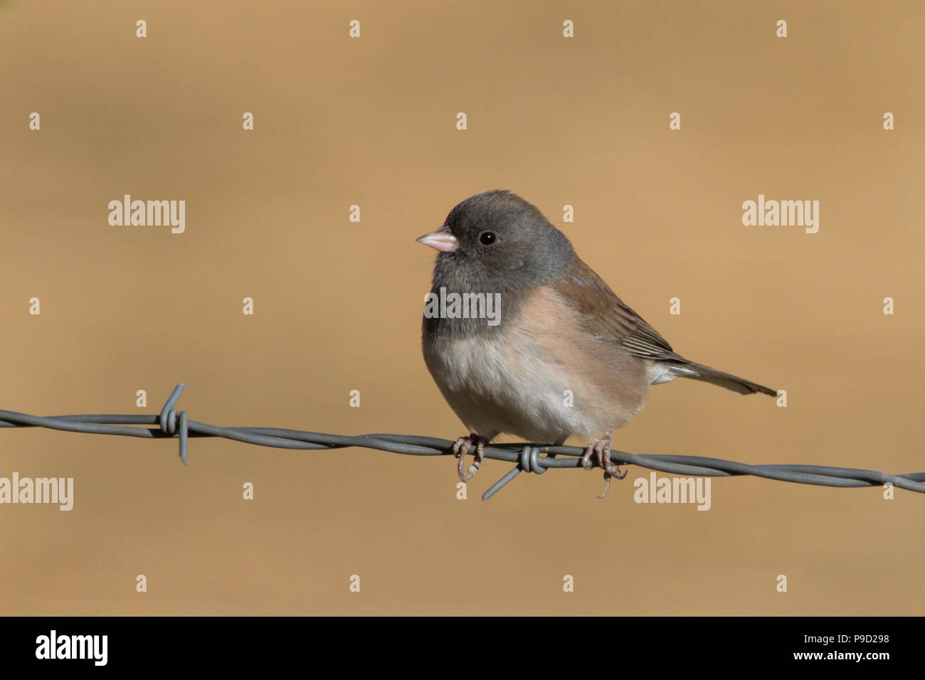 Ein dunkeläugiger junco, Junco hyemalis, thront auf einem Stacheldrahtzaun. Stockfoto