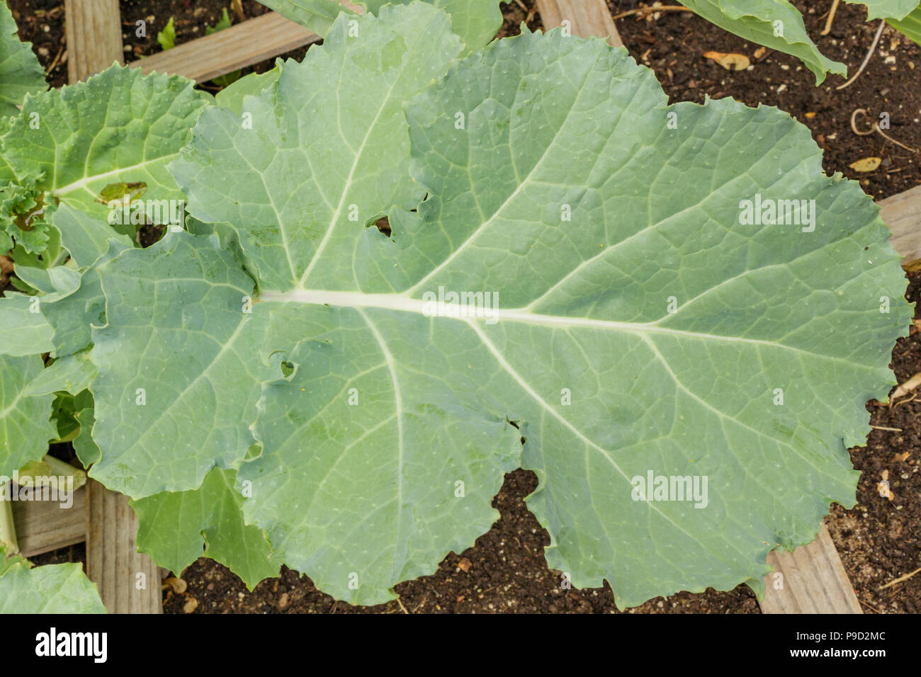 Eine große, gesunde kale Blatt organisch wachsende in einem erhöhten Bett Garten. Stockfoto