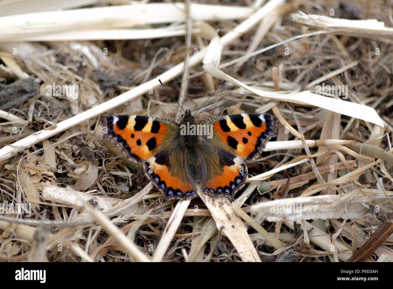 Ein schildpatt Schmetterling auf einem Haufen Stroh Stockfoto