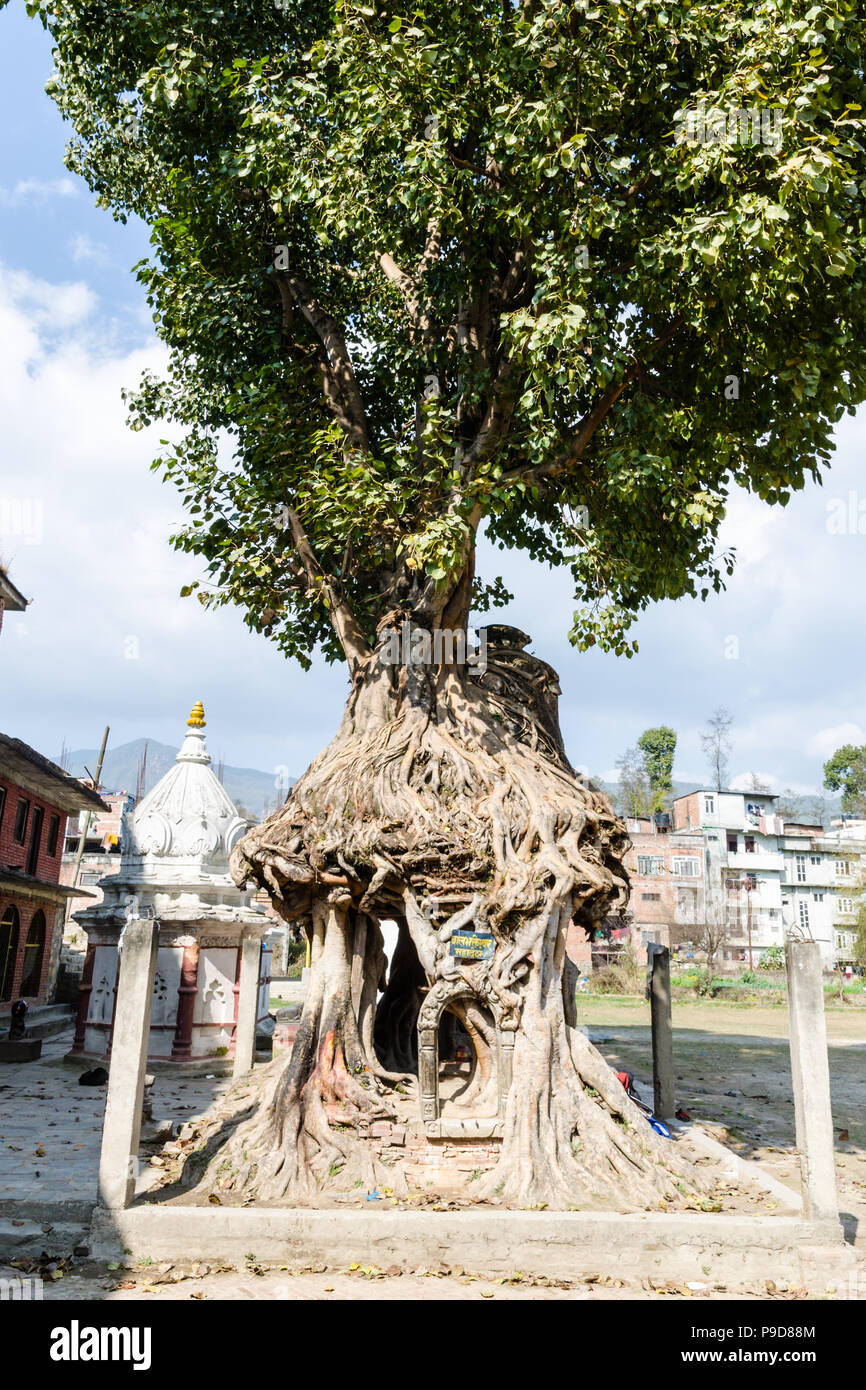 Der Baum Heiligtum in Gokarna Mahadev Tempel (Gokarneshwar), Tal von Kathmandu, Nepal Stockfoto