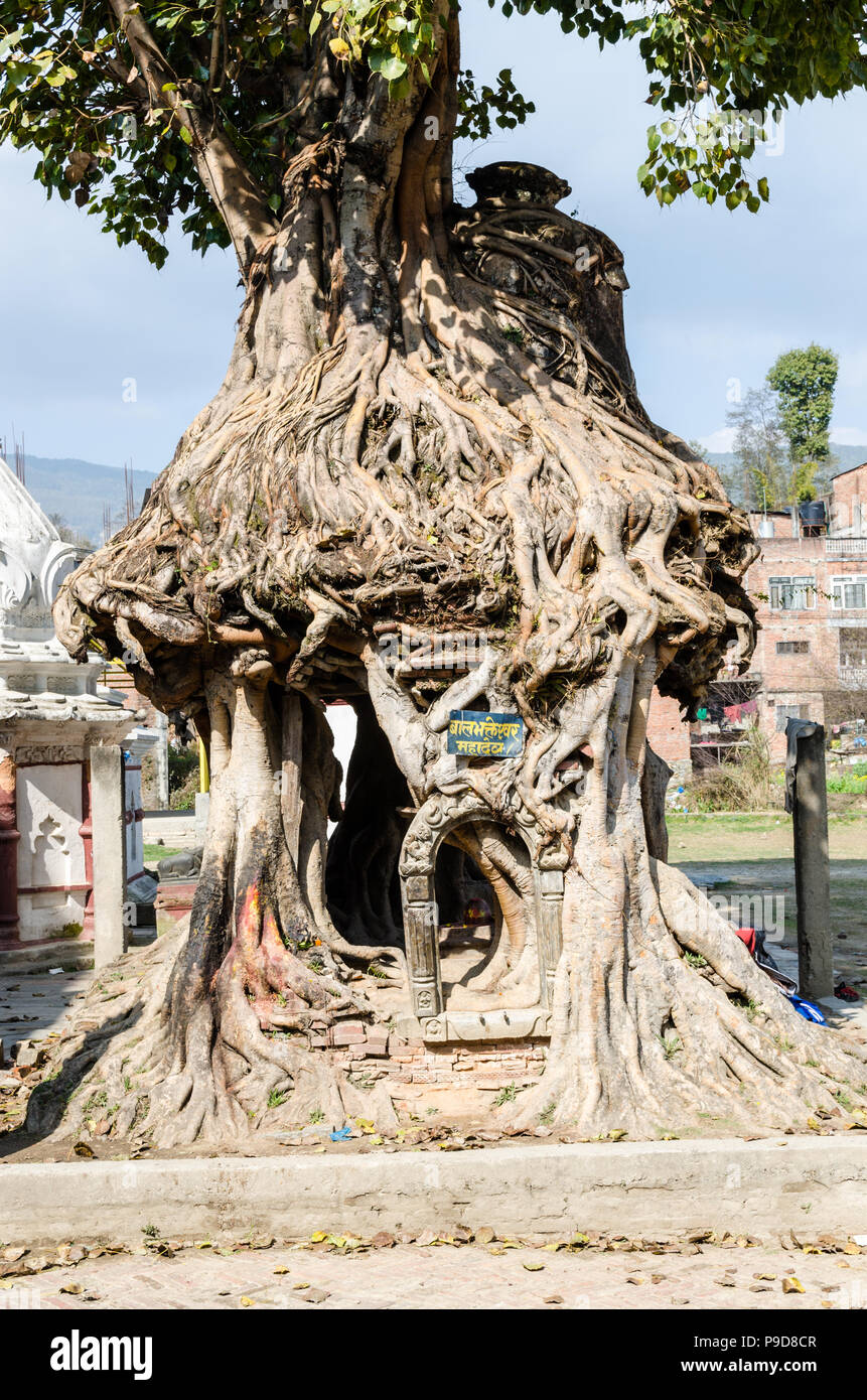 Der Baum Heiligtum in Gokarna Mahadev Tempel (Gokarneshwar), Tal von Kathmandu, Nepal Stockfoto