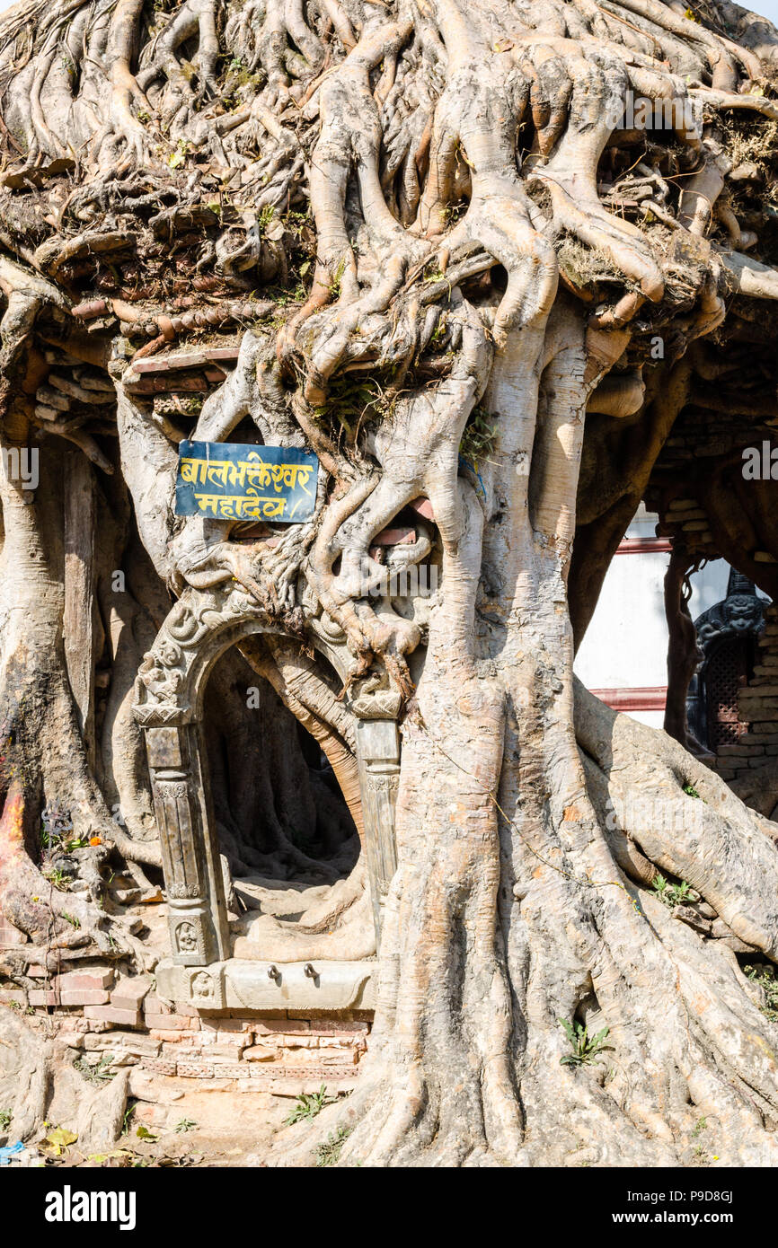 Der Baum Heiligtum in Gokarna Mahadev Tempel (Gokarneshwar), Tal von Kathmandu, Nepal Stockfoto