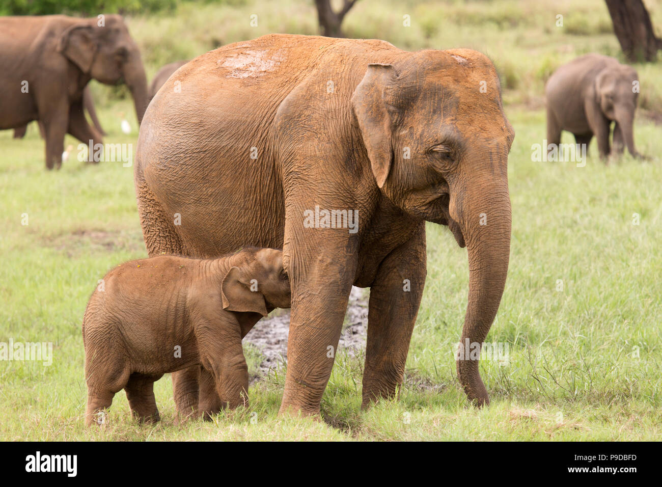 Ein Elefant Kalb Fütterung in Minneriya National Park in Sri Lanka. Elefanten (Elephas maximus) sind für sich versammeln um den Stausee in Mi bekannt Stockfoto