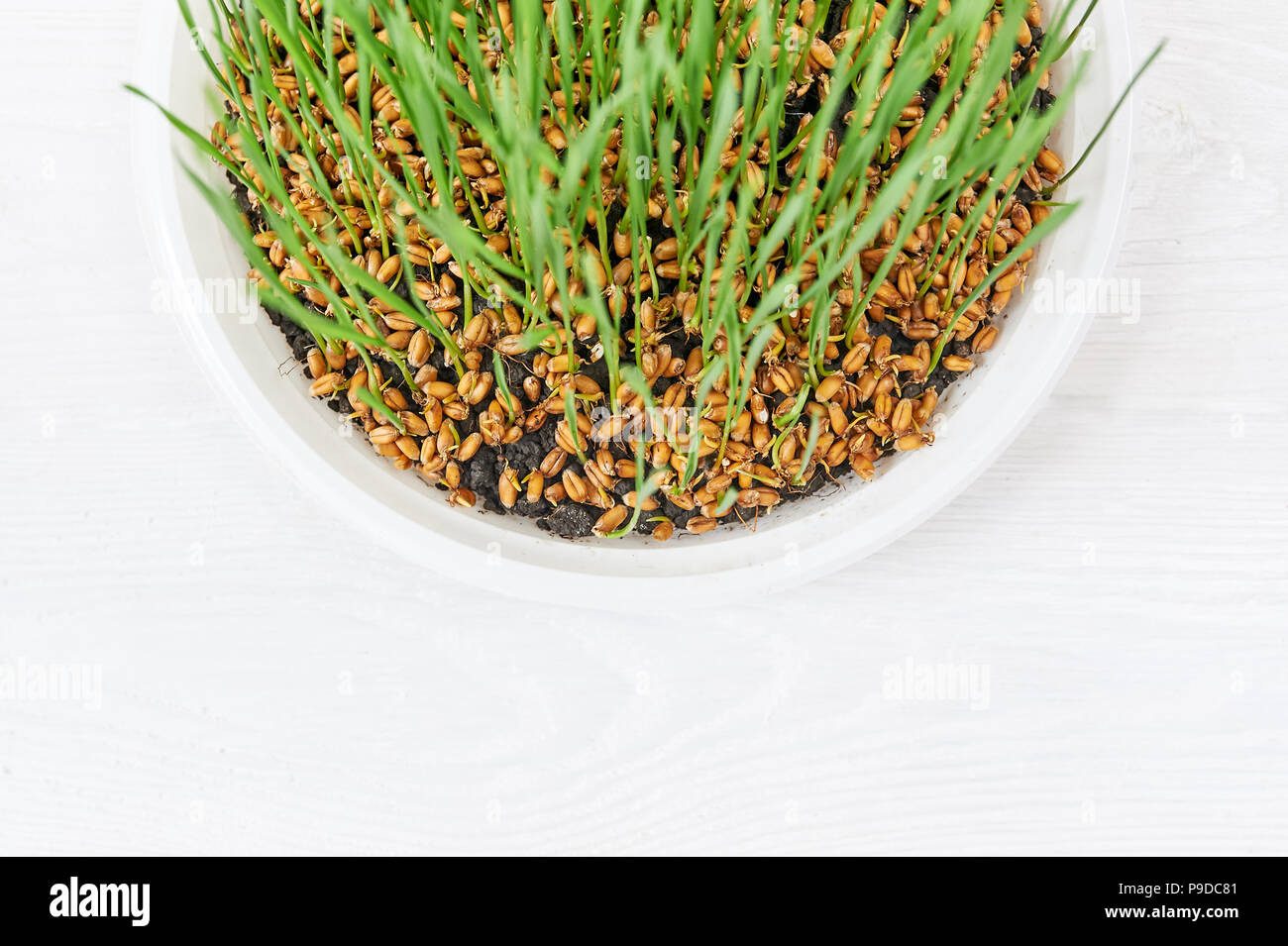 Sprouter mit Weizen Gras auf dem Tisch, die Keimung der Samen vitgrass, das Konzept einer Diät für Rohkost vegan Stockfoto