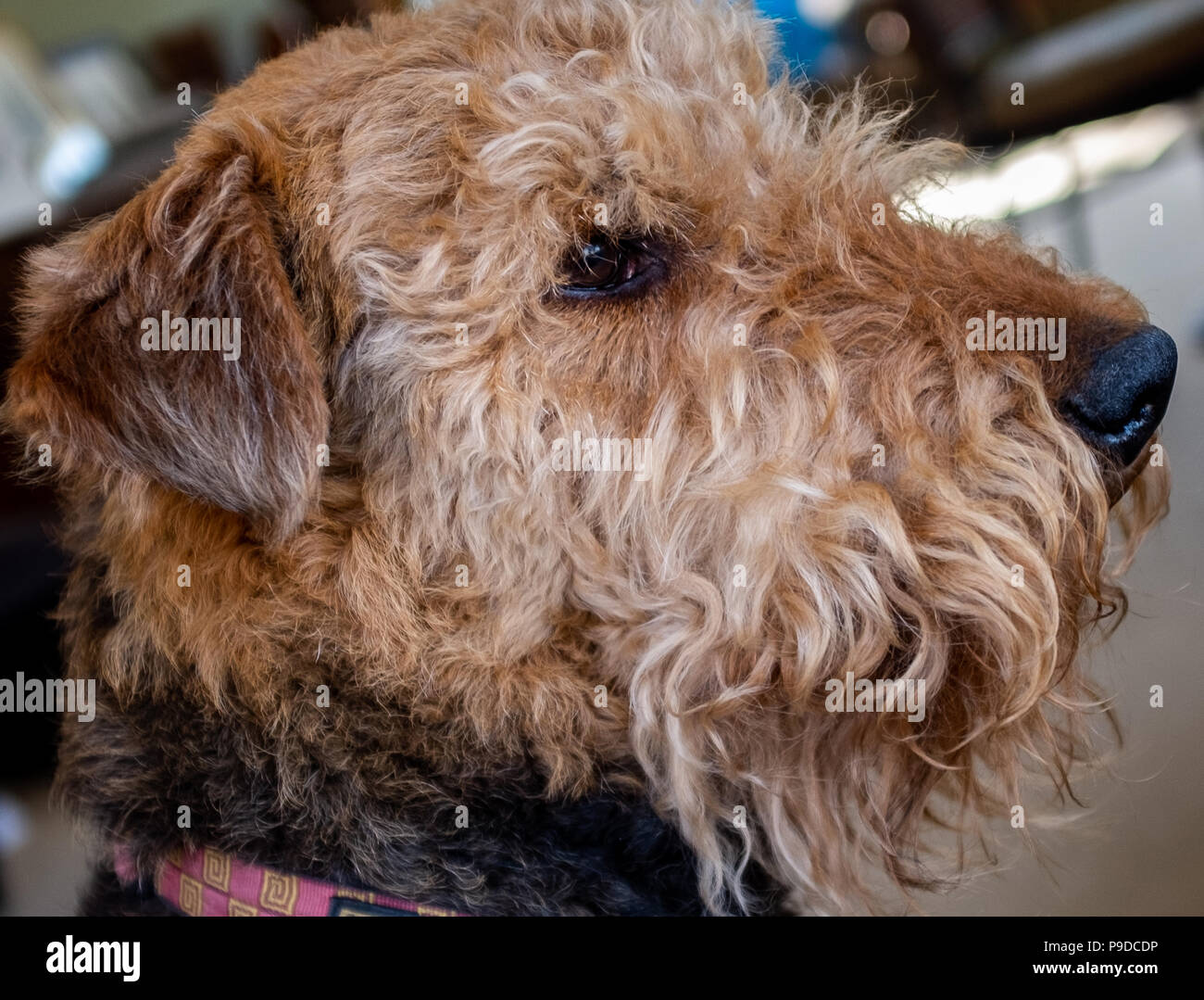 Airedale Terrier Profil Stockfoto