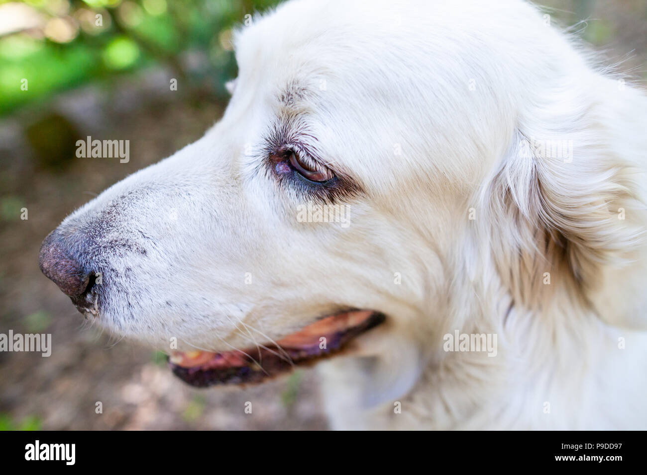 Weiße polnische Tatra Schäferhund Portrait in der Natur Stockfoto