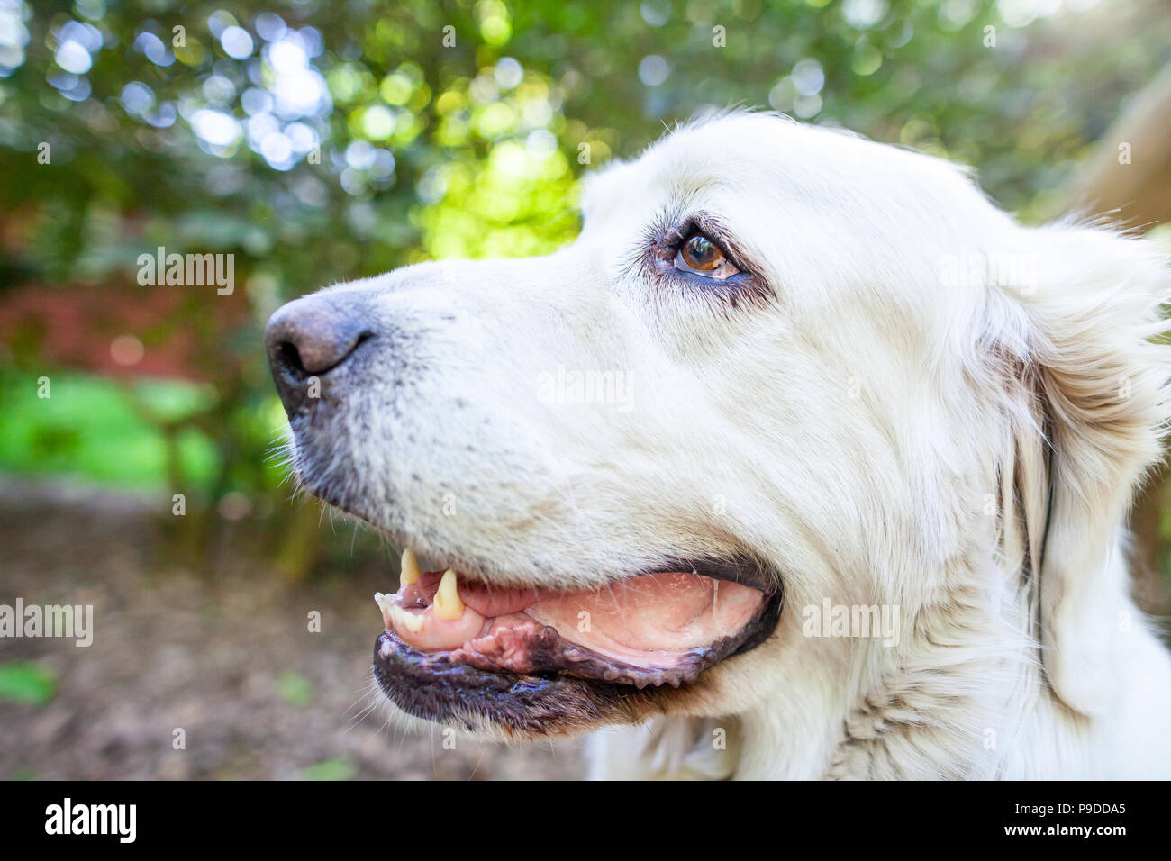 Weiße polnische Tatra Schäferhund Portrait in der Natur Stockfoto