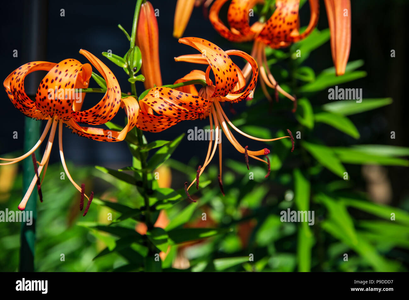 Zwei Lilien heraus hängen bei Sonnenuntergang zusammen Stockfoto