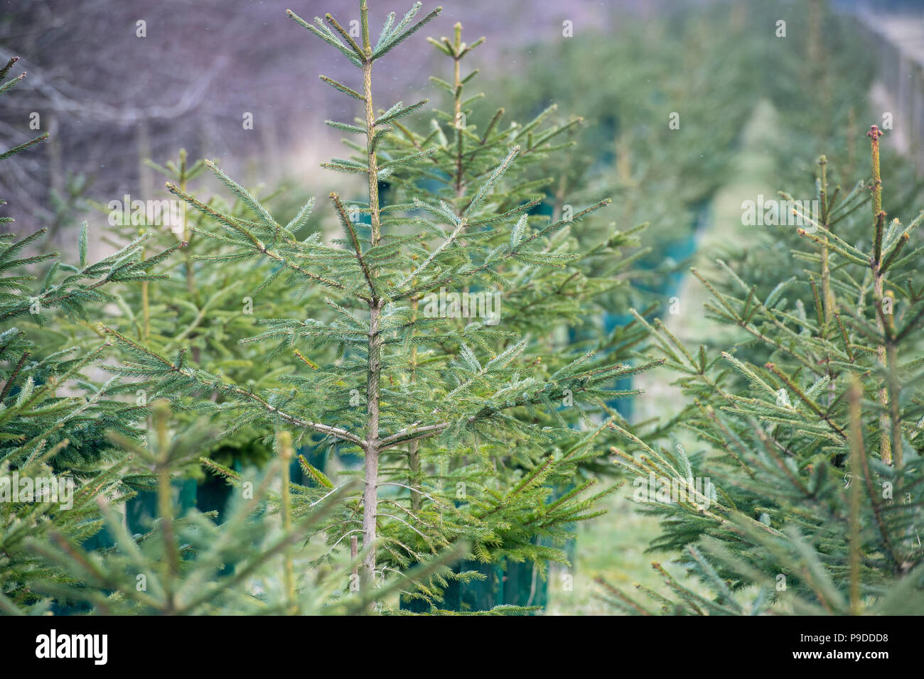 Weihnachten Bäume gepflanzt als Cash crop und auch als Feld Kante Lebensraum, North Yorkshire, UK. Stockfoto