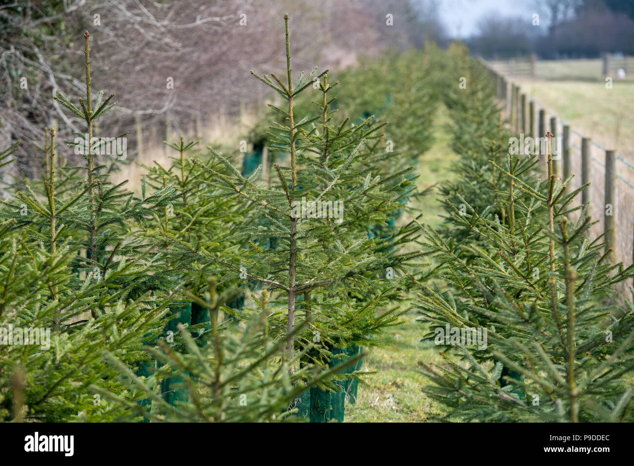 Weihnachten Bäume gepflanzt als Cash crop und auch als Feld Kante Lebensraum, North Yorkshire, UK. Stockfoto