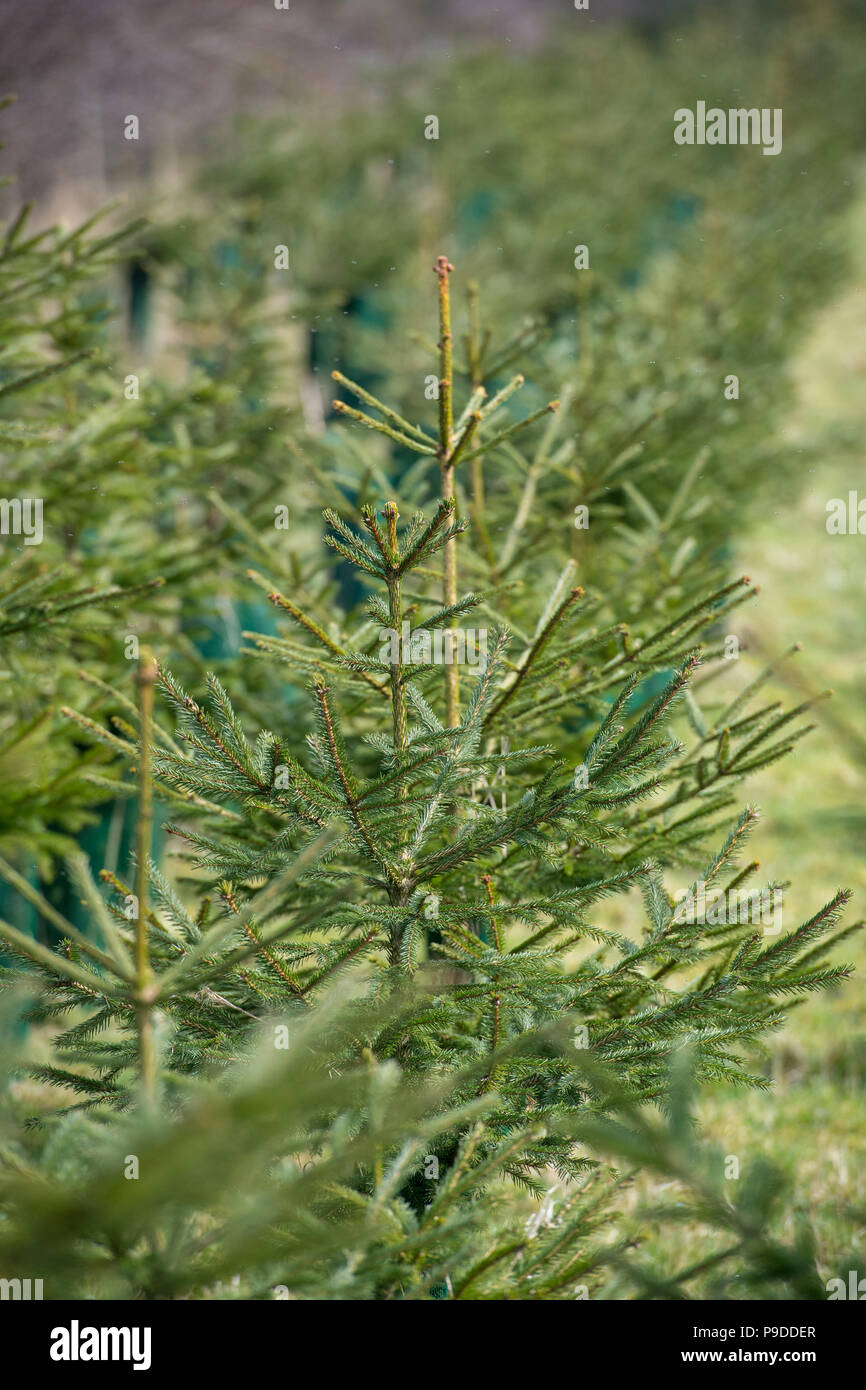 Weihnachten Bäume gepflanzt als Cash crop und auch als Feld Kante Lebensraum, North Yorkshire, UK. Stockfoto