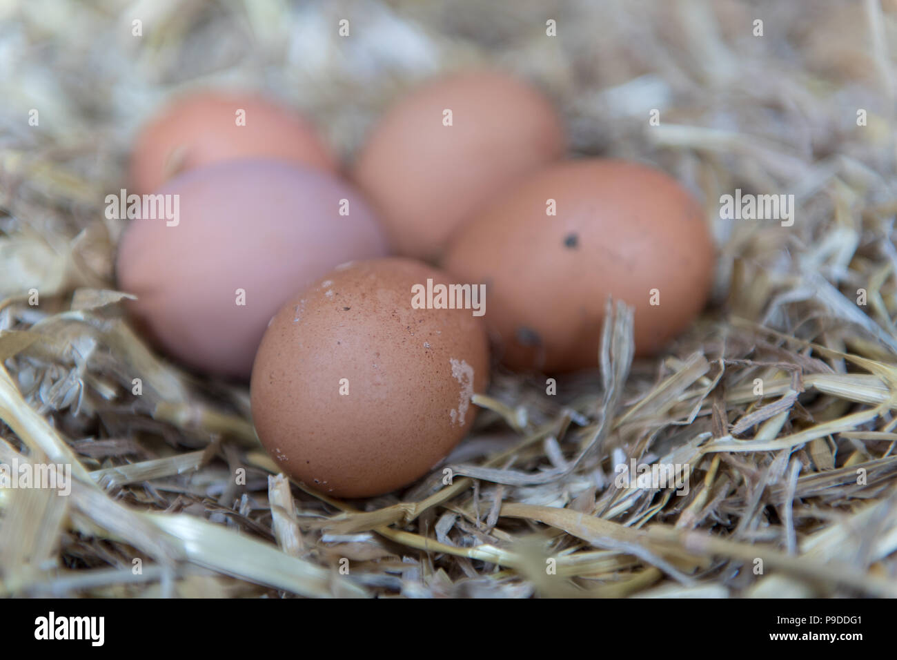 Eier aus Freilandhaltung auf einem Nest aus Stroh. UK. Stockfoto