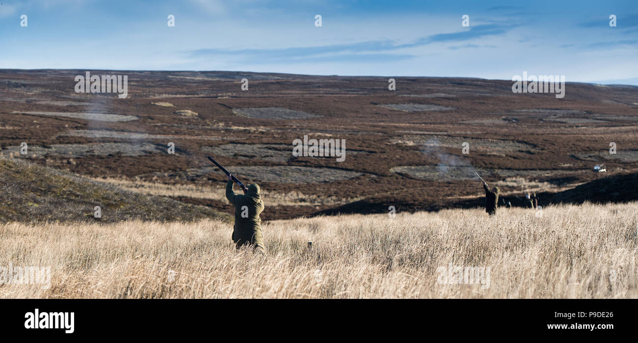 Schießen Moorschneehuhn auf einem Landgut in North Yorkshire, spät in der Saison. Yorkshire Dales, Großbritannien Stockfoto