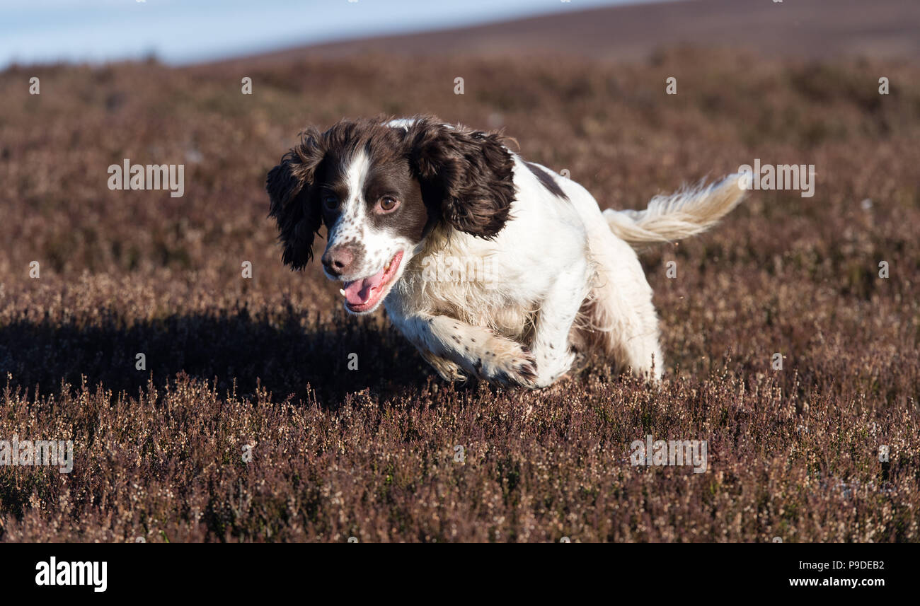 Spaniel gundog arbeitet an einem moorschneehuhn Schießen in den Yorkshire Dales. Stockfoto