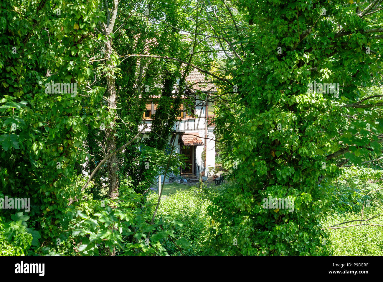 Mit Efeu bewachsene Ahorn Trunks, Einfamilienhaus, Garten, Sommer, Elsass, Frankreich, Europa, Stockfoto