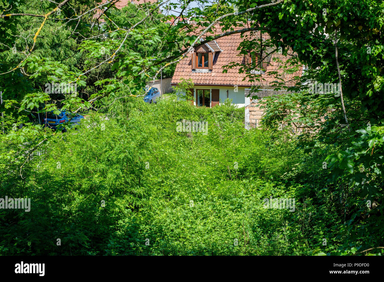 Wilder grüner Garten, kleines freistehendes Haus, Sommer, Elsass, Frankreich, Europa, Stockfoto