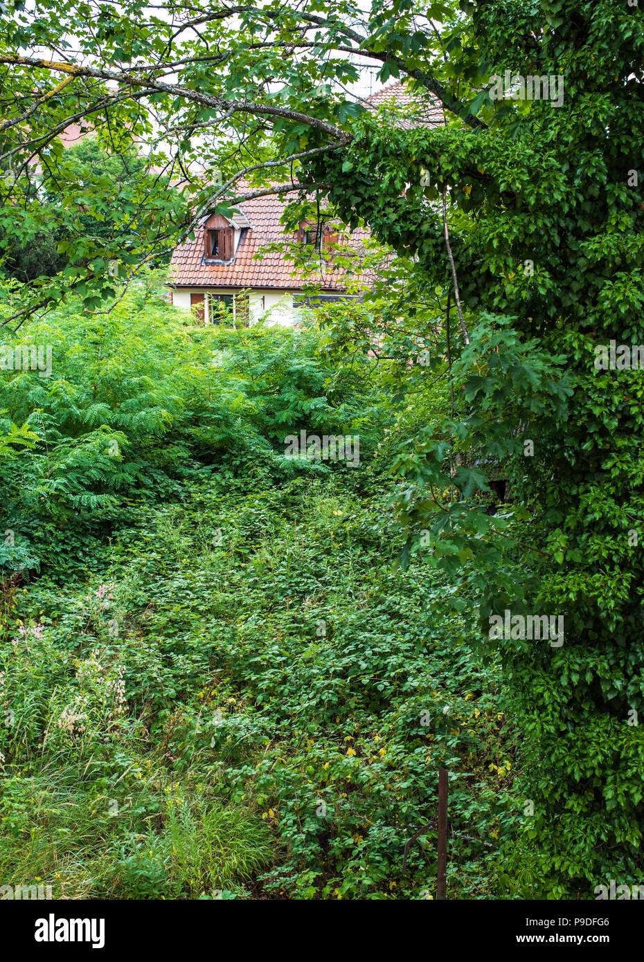 Wilder grüner Garten, kleines freistehendes Haus, Sommer, Elsass, Frankreich, Europa, Stockfoto