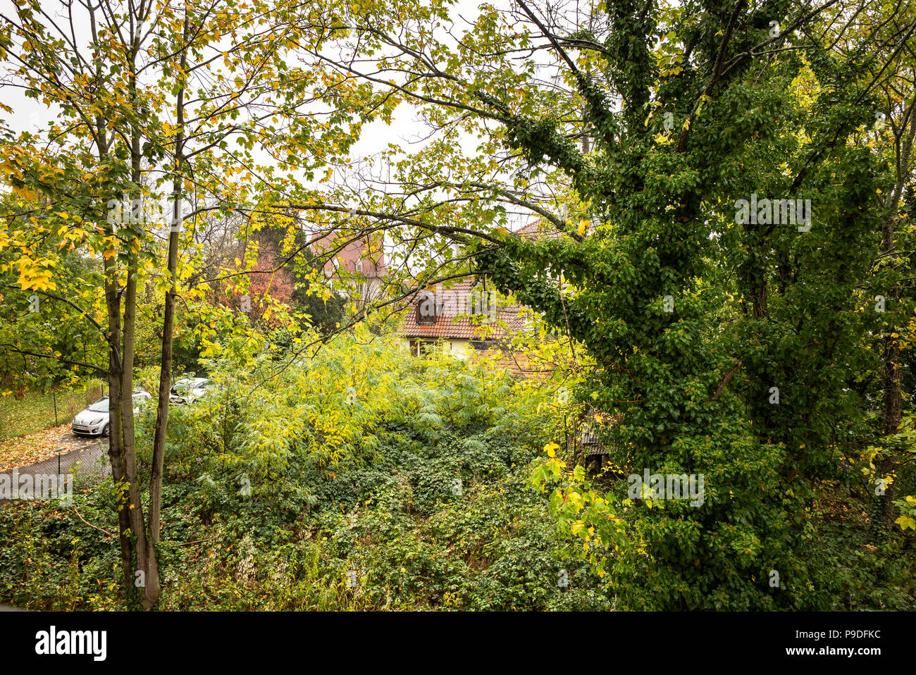 Mit Efeu bewachsene Maple Tree Trunk, Einfamilienhaus, wilden Garten, Elsass, Frankreich, Europa, Stockfoto
