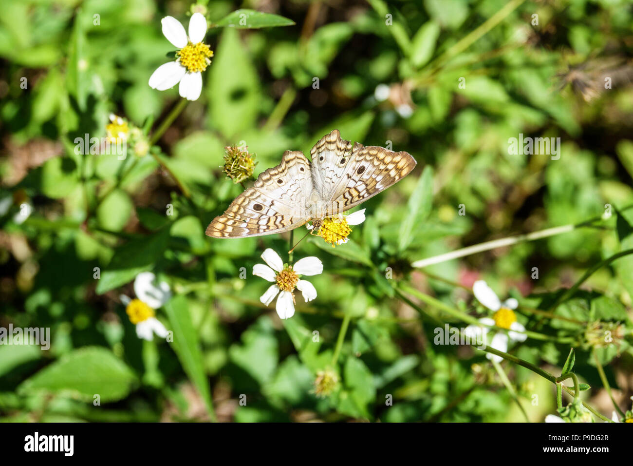 Gainesville Florida, Micanopy, Paynes Praire Ecopassage Nature State Park Preserve, Pontia-Protodice-karierter weißer Südkohlschmetterling, Probosci Stockfoto