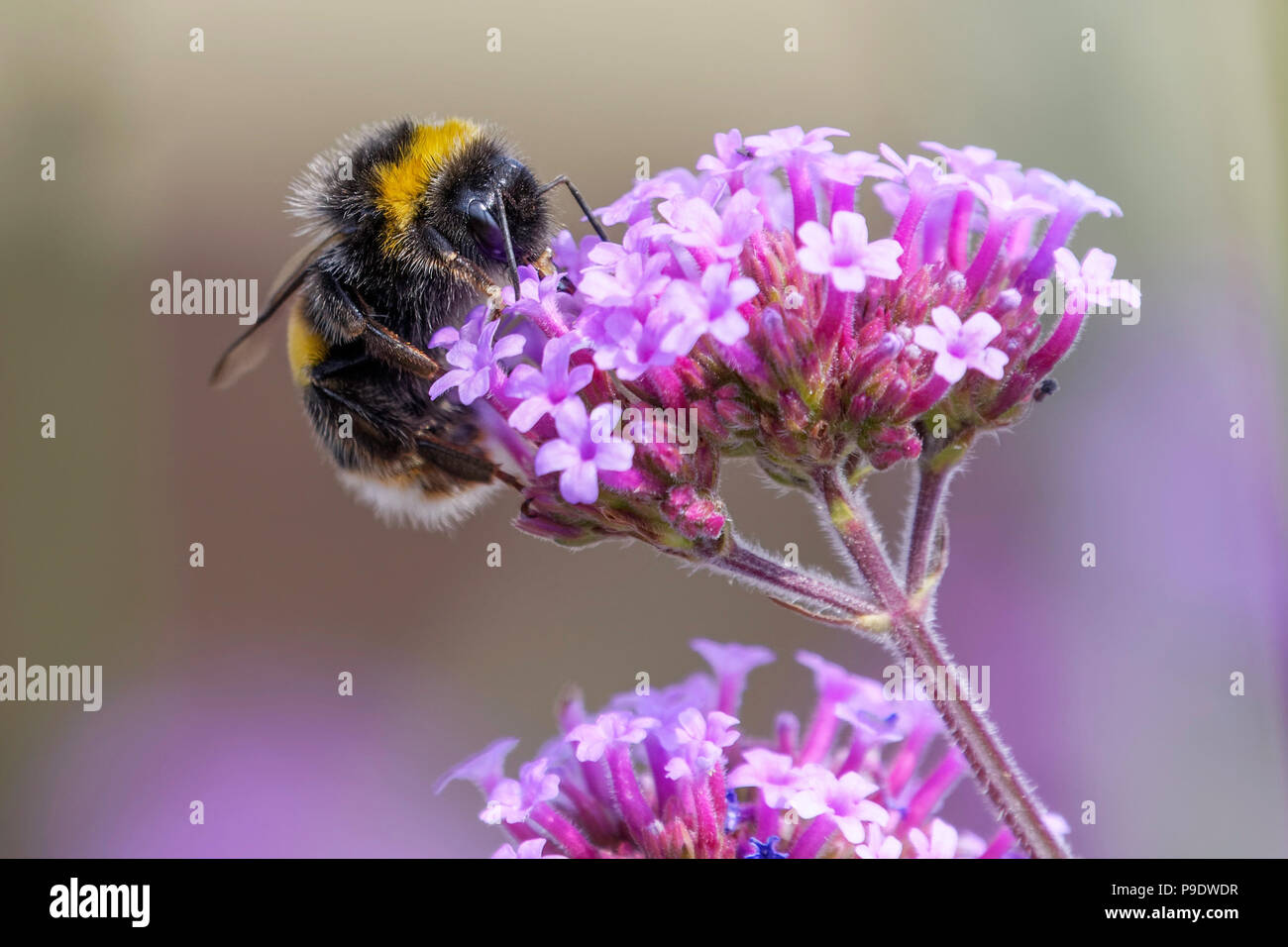 White Tailed Bumble Bee Fütterung auf Verbena bonariensis Stockfoto