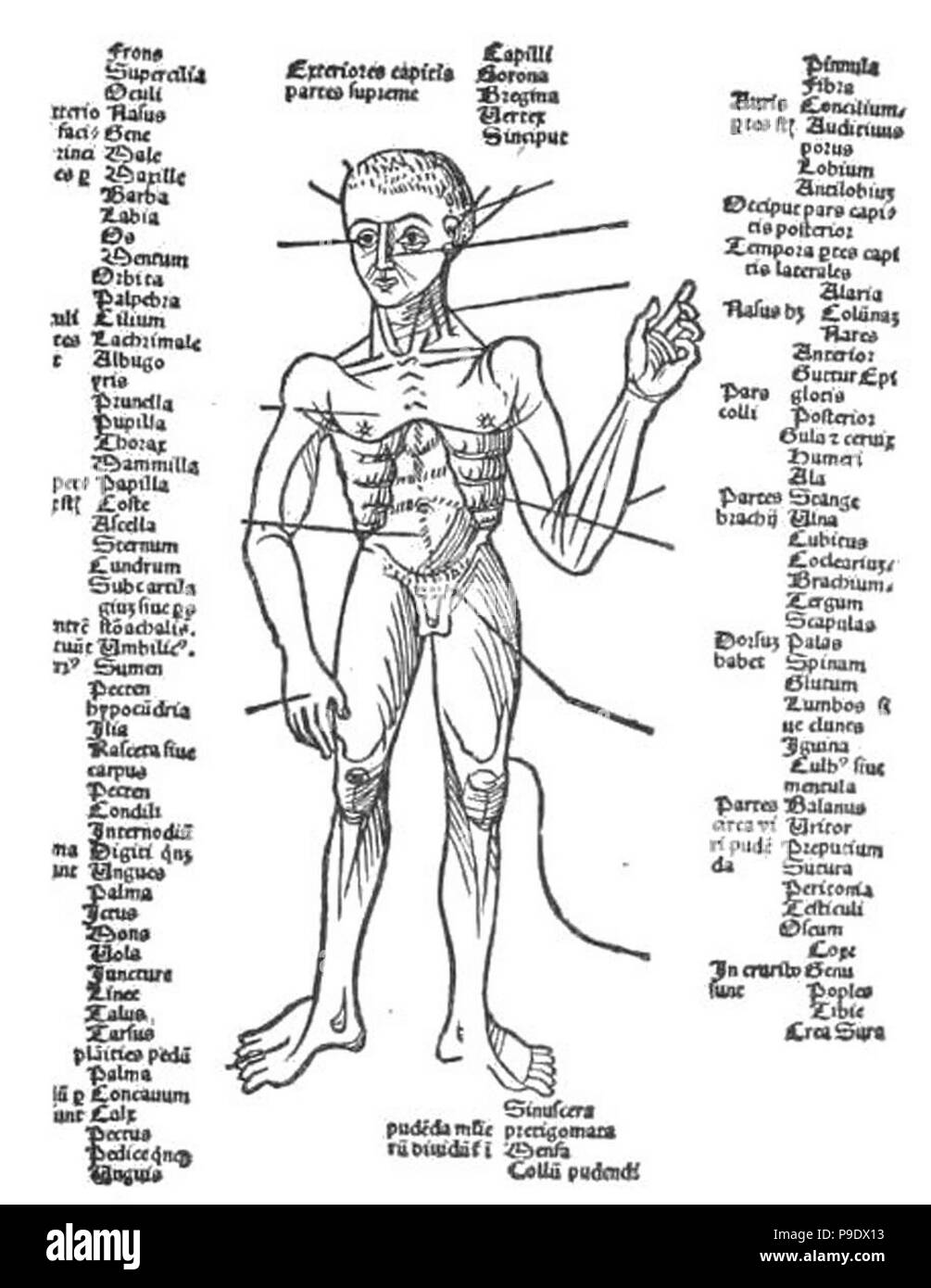 Mittelalterliche anatomische Studie Stockfoto