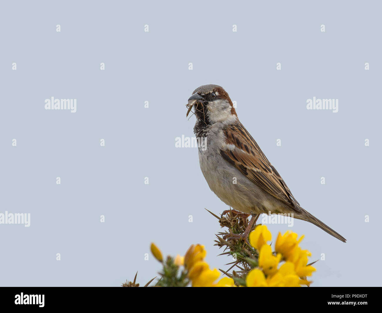 House sparrow, Passer domesticus, auf ginster Bush mit abweichenden, Northumberland, Großbritannien Stockfoto