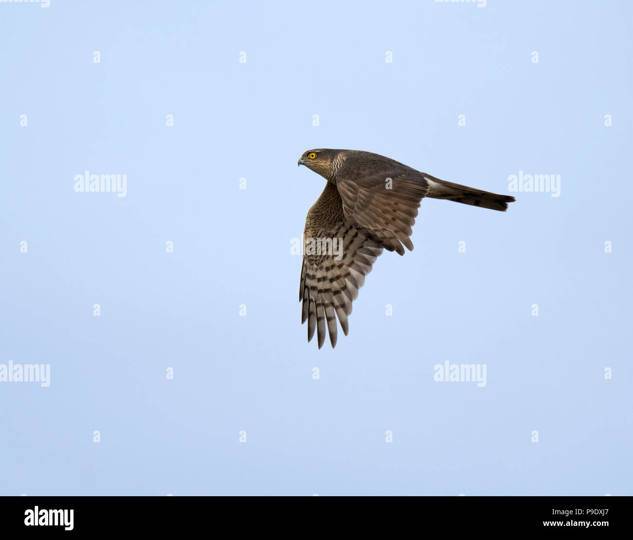 Eurasian Sparrowhawk, Accipiter Nisus, erwachsene Frau, im Flug, Lancashire, England, Großbritannien Stockfoto