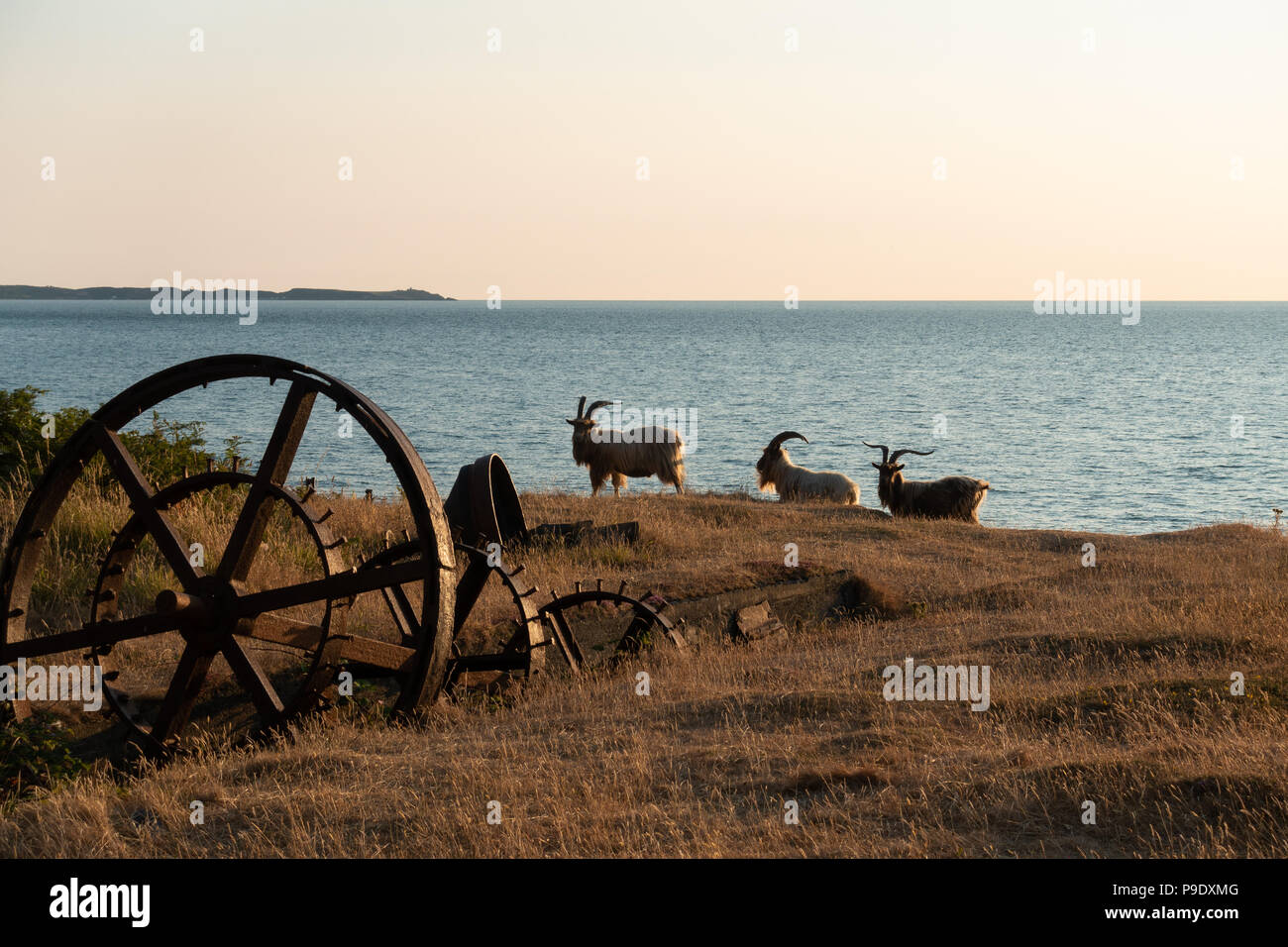 Wilde Ziegen bei Sonnenuntergang, Nant Gwrtheyrn, Llŷn, North Wales Stockfoto