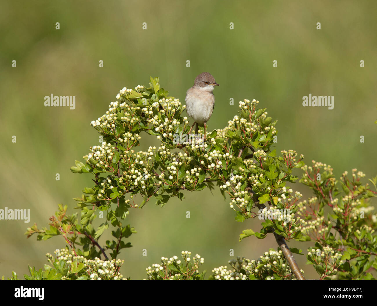 Common whitethroat, Sylvia communis, einzelne männliche auf Niederlassung Singen, Bamburgh, Northumberland, Großbritannien Stockfoto