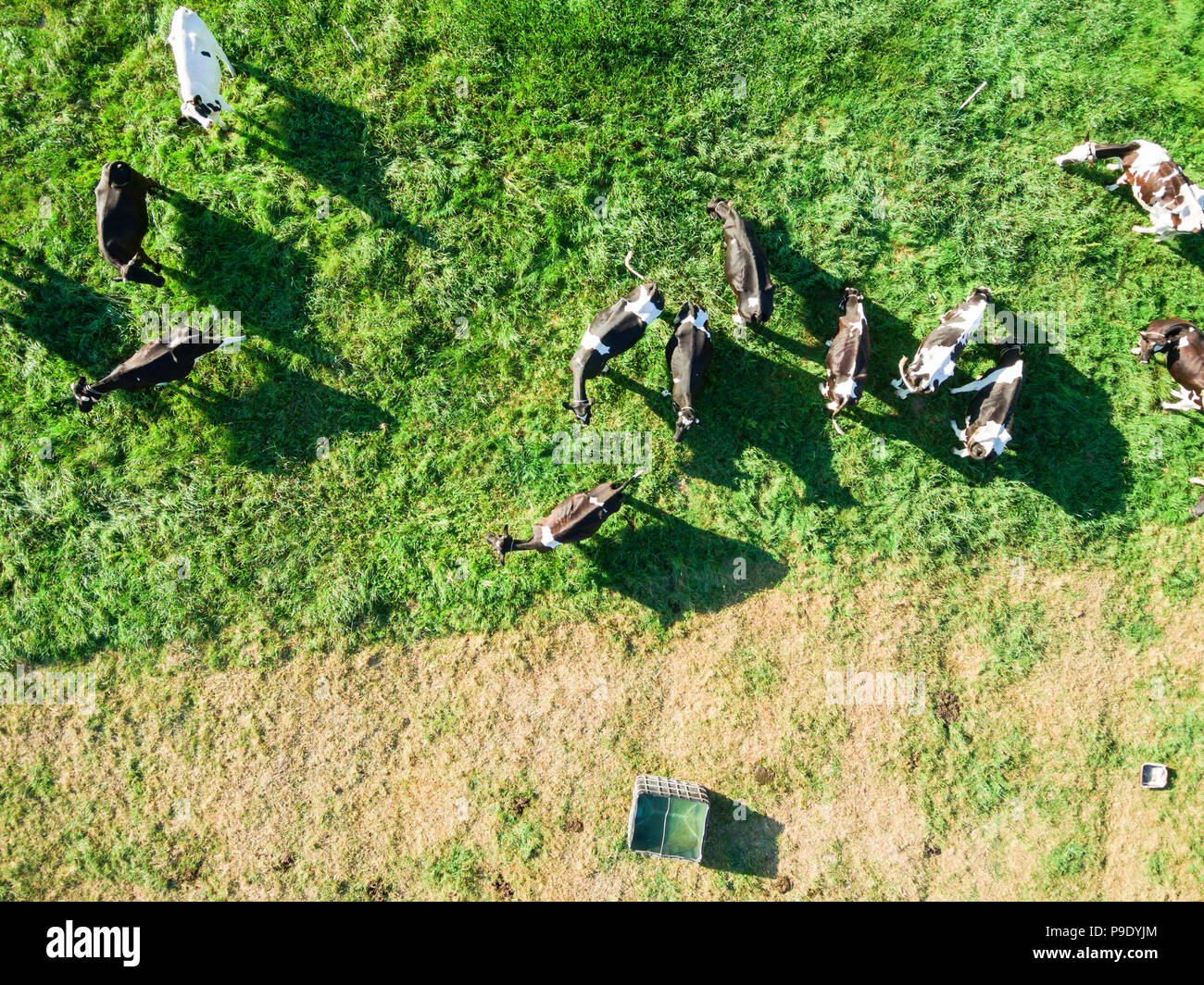 Herde grasende Kühe auf der grünen Weide, Blick direkt von oben Stockfoto