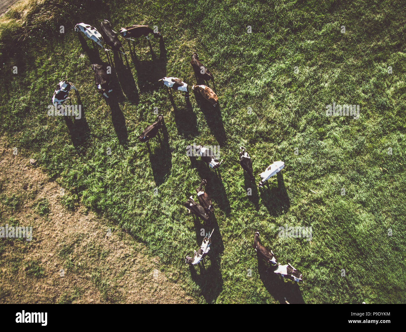 Herde grasende Kühe auf der grünen Weide, Blick direkt von oben Stockfoto