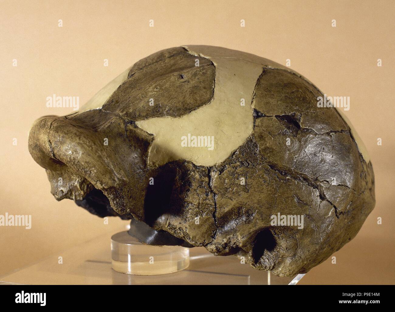 Altsteinzeit. Paranthropus Boisei. Ausgestorben Menschensorte aus Ostafrika. Reproduktion eines Schädels OH 5. Olduvai Hotel (Tansania). Museum für Archäologie von Katalonien, Barcelona, Spanien. Stockfoto