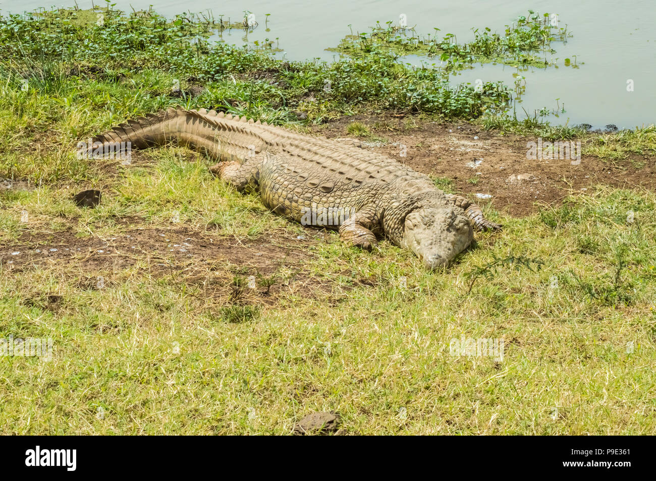 Krokodil ein Nickerchen in der Nähe einer Wasserstelle in Nairobi Kenia Park Stockfoto