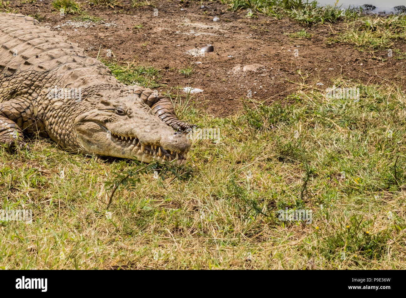 Krokodil ein Nickerchen in der Nähe einer Wasserstelle in Nairobi Kenia Park Stockfoto