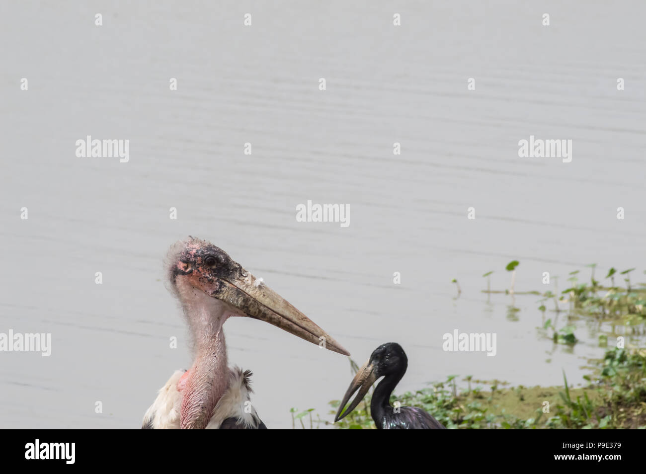 Marabou entlang einer Wasserstelle in Nairobi Kenia Park Stockfoto