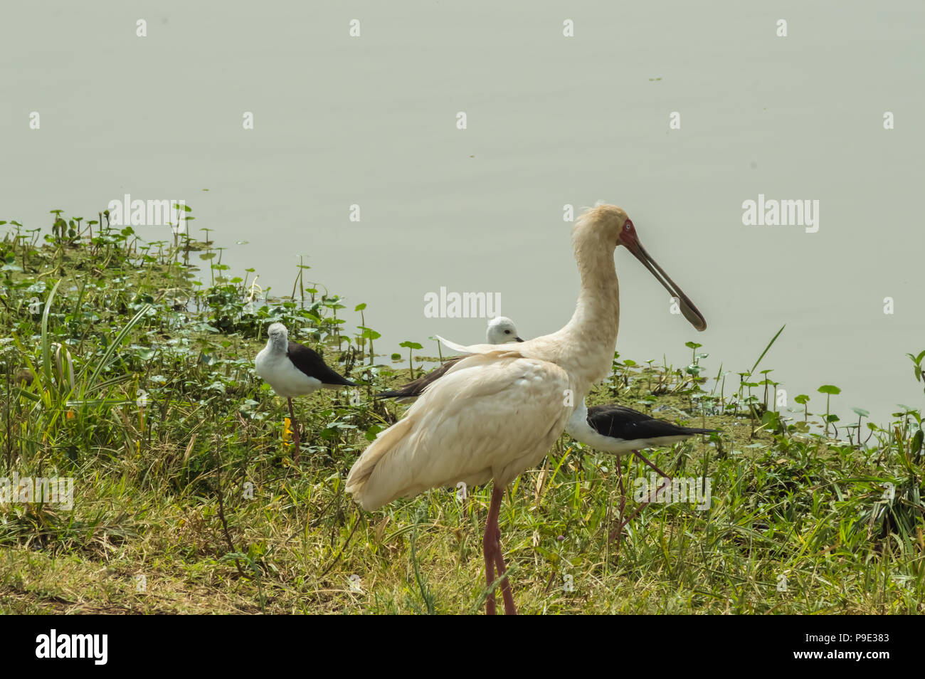 Afrikanische Löffler an einem Wasserloch in Nairobi Kenia Park Stockfoto