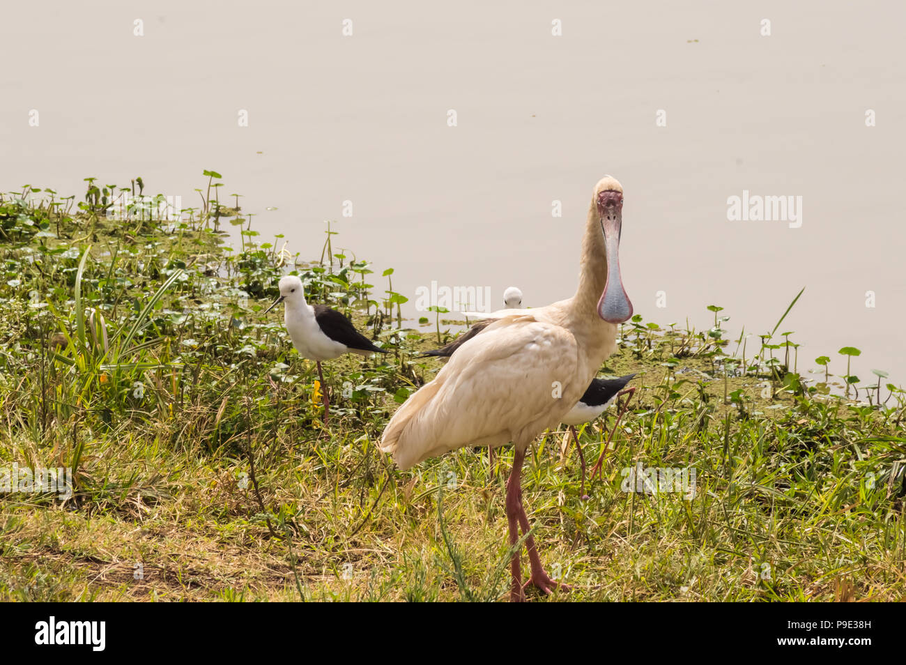Afrikanische Löffler an einem Wasserloch in Nairobi Kenia Park Stockfoto