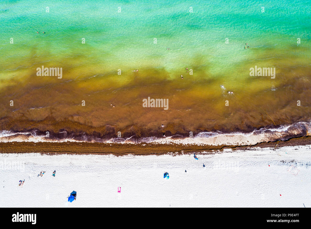Miami Beach Florida, Atlantikküste, Seegras-Unkraut Saragassum Makroalgen Algen Meeresschutt, globale Erwärmung Auswirkungen des Klimawandels, Luftüberblick Stockfoto