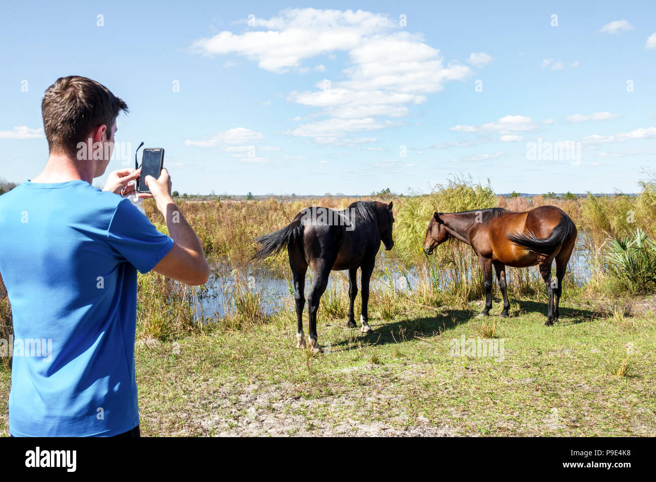 Gainesville Florida, Micanopy, Paynes Prarie Ecopassage Nature Preserve State Park, National Natural Landmark, Umweltschutz, Wacahoota Trail Stockfoto