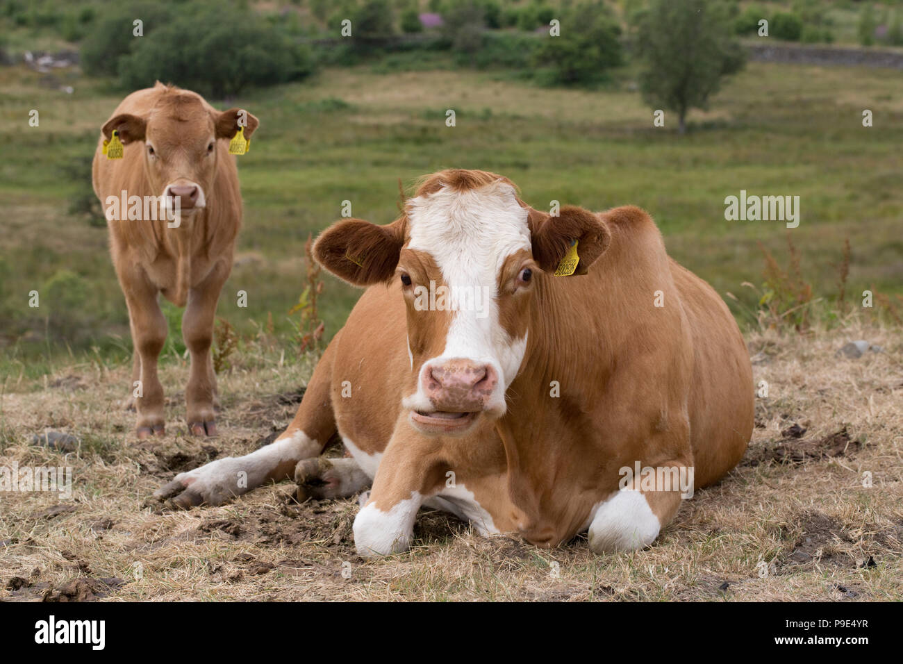 Braune und weiße Kuh und Kalb Threave Gärten durch Dumfries and Galloway Schottland Stockfoto
