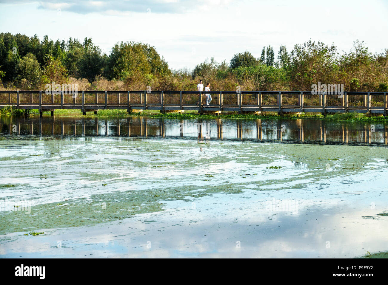 Gainesville Florida, Micanopy, Paynes Prairie, LaChua Trail Trailhead, Alachua Sink, State Park, erhöhte Naturpromenade, Prärie-Sumpfgebiete, Entenkraut, FL1 Stockfoto