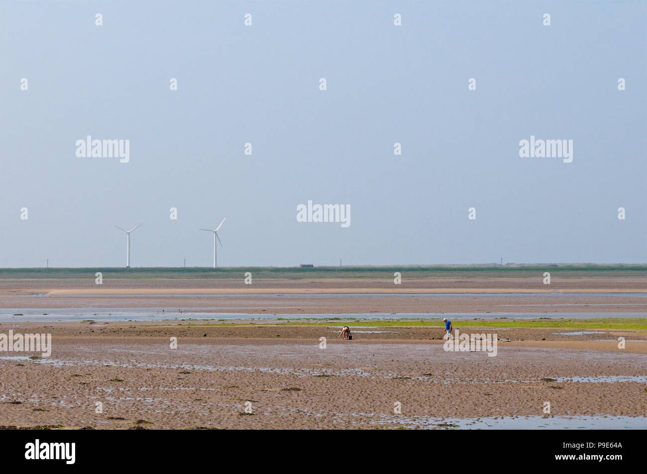 Mussel Picker in Y Foryd Foryd (Bay) in der Nähe von Caernarfon Stockfoto